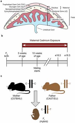 Figure 1. Murine placenta and experimental design (a) Mouse placental structure. (b) Mouse exposure and mating timeline. (c) Generation of hybrid F1 mice. Parental alleles in the F1 hybrid mice can be distinguished by SNPs.