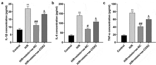 Figure 9. Overexpression of COX2 reverses the reduction of inflammatory factors in H/R-treated H9c2 cells induced by the miR-367-5p mimic. (a) The concentration of IL-1β in H9c2 cells (n = 3). (b) The concentration of IL-6 in H9c2 cells (n = 3). (c) The concentration of TNF-α in H9c2 cells (n = 3). **p < 0.01, #p < 0.05, ##p < 0.01.