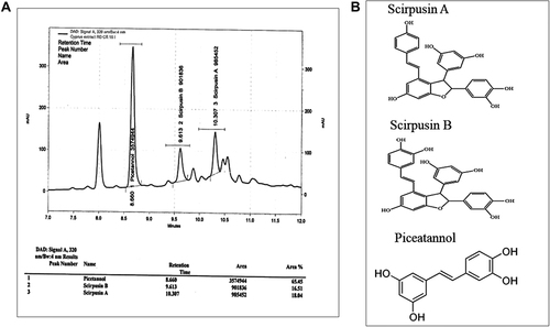 Figure 1 Analysis of the CRE.(A) LC-MS analysis of Cyperus rotundus extract (CRE) enriched with Piceatannol, Scirpusin A and Scirpusin B, (B) Structures of Piceatannol, Scirpusin A, and Scirpusin B.