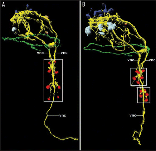 Figure 2 Expression and loss of the segmental pattern of the ventral CNS in the sipunculan Phascolosoma agassizii, as depicted by 3D reconstruction of serotonin immunoreactivity. Both aspects are ventral views with anterior facing upwards. Total length of the specimens is approximately 150 µm. (A) Late larva with four pairs of metameric perikarya (red; boxed area) associated with the ventral nerve cord (vnc). The latter is already fused along the entire anterior-posterior axis except in the anterior-most region. Additional neural elements include the cells of the larval apical organ (dark blue) overlying the neuropil mass (np) of the adult brain, the first cell bodies of the developing adult brain (light blue), two cells of the peripheral nervous system (orange), and the larval prototroch nerve ring (green). (B) Larva prior to metamorphosis in which the metameric arrangement of the ventral perikarya (red) has been lost in favor of two cell clusters (boxed areas) comprising five cells each. Note the increased number of cells belonging to the adult brain (light blue).