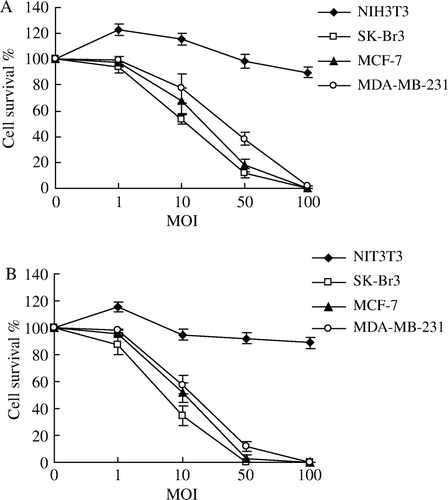 Figure 5.  Selective cytotoxicity in vitro of Ad-FAS-TK/GCV towards breast cancer cells using MTT assay. NIH3T3 fibroblast cells were resistant to Ad-FAS-TK/GCV treatments. In A, cells were infected with different MOI of adenovirus followed with low concentration (1 µg/ml) of GCV while higher in B (10 µg/ml). The cytotoxic effect is dose-dependant with the MOI of the recombinant adenovirus.