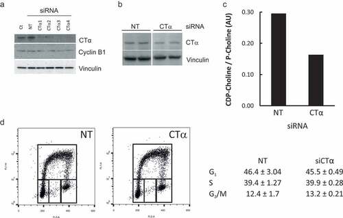 Figure 5. Impaired de novo PtdCho synthesis does not affect cell cycle progression. HeLa cells were transfected with siRNAs targeting CTα or a Non-Targeting pool (NT) at 10 nM for 48 h. The levels of CTα, Cyclin B1 and Vinculin were estimated by Western Blot (a). The level on CTα (b) and cell cycle distribution (d) were assessed in HeLa cells transfected with siRNA targeting CTα (hCTα4) or NT 10 nM for 48 h and incubated for 1 h with 10 μM BrdU. Alternatively, NT and hCTα4-siRNA transfected cells were incubated with [Methyl-3H]choline for 4 h. Aqueous metabolites were resolved by TLC and scrapped off and counted. CTα activity was estimated by the ratio of radiolabeled CDP-Choline/phospho-choline (c). Ct: untransfected cells.