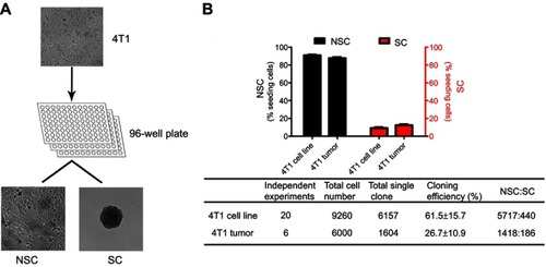 Figure 1 The generation of SCs and NSCs. 4T1 cells passaged in flasks or in vivo (Balb/c mice) were cultured at an average density of 1 cell per well in 96-well plate, 2 distinct types of clones were observed and the percentage of SCs and NSCs were about 9.1±1.3% and 90.9±1.3% (Figure 1B), respectively. Data are from 20 independent experiments.