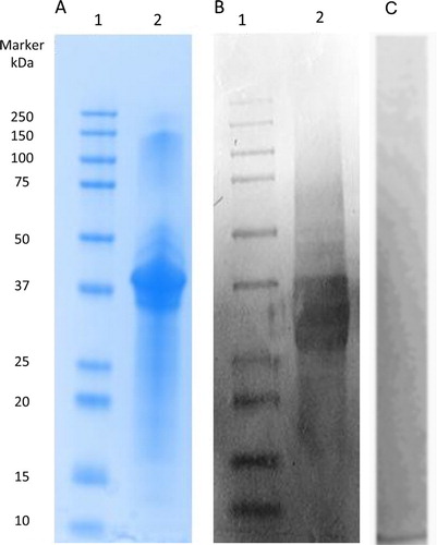 Figure 4. SDS-PAGE analysis of Sigma PV (A); Western blot of Sigma PV developed by anti-PV IgY as primary antibody (B); Western blot of Sigma PV developed by non-specific IgY as primary antibody (C, negative control). Lane 1: standard molecular marker; Lane 2: Sigma PV.