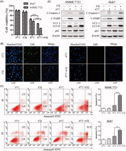 Figure 3. Inhibition of autophagy by CQ markedly suppresses cell proliferation and enhances heat-induced apoptosis in HCC cells. (A) Cell viability was assessed by CCK-8 assays. SMMC7721 and Huh7 cells were pretreated with CQ (20 μM) for 4 h and then exposed to 47 °C for 30 min, followed by culture at 37 °C for 24 h. (B) SMMC7721 cells were pretreated with CQ (20 μM) for 4 h and then exposed to 47 °C for 30 min, followed by culture with EdU at 37 °C for 2 h. Images were taken under a fluorescence microscope. Scale bar, 20 μm. (C, D) SMMC7721 and Huh7 cells were treated as in (A), and apoptosis was analyzed by flow cytometry (C) and western blot (D). Each experiment was repeated three times and representative images are shown. Error bars represent the SEM. **p < .01; ***p < .001.