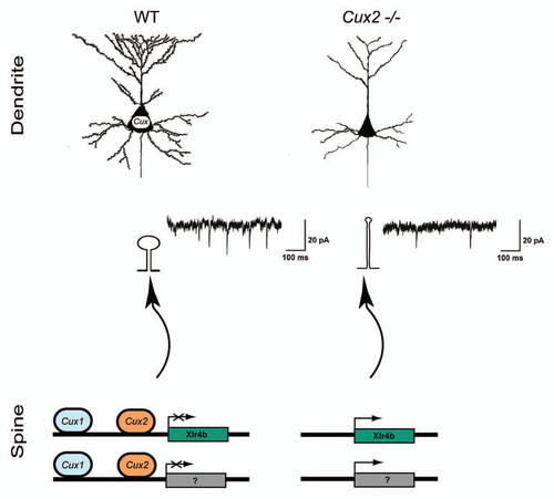 Figure 1 Cux genes control dendrite branching and synaptogenesis. Cux1 and Cux2 regulate neuronal differentiation and control intrinsic mechanisms of dendrite development, spine formation and synaptic function in upper layers in the cortex. Upper part: Dendritic parterns in WT and Cux2-/- pyramidal neurons of the upper layers. Lower parts: Downregulation of Xlr3b and Xlr4b gene expression by Cux proteins contributes to dendritic spine differentiation. Cux1 and Cux2 bind and regulate different regions in the Xlr4b locus. Miniature excitatory postsynaptic current (mEPSCs) from layer II and III pyramidal cells of Cux2-/- mice were reduced in amplitude and frequency.