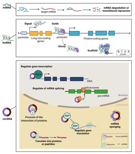 Figure 2 The general regulatory mechanisms of ncRNAs. miRNAs modulate gene expression at the post-transcriptional level either by inhibiting the translation of mRNA or by promoting the degradation of mRNA. lncRNAs can regulate gene expression as signal, guide, decoy and scaffold. circRNAs can exert function at nucleus and cytoplasm. At nucleus, circRNAs can regulate gene transcription and mRNA splicing. At cytoplasm, circRNAs can promote the interaction of proteins, regulate gene translation, be as miRNAs sponging and translate into proteins or peptides.