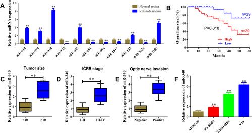 Figure 2 High miR-340 expression was correlated with retinoblastoma progression. (A) Relative expression levels of DEmiRs were determined using qRT-PCR in 58 retinoblastoma tissue samples and 12 normal retina tissues. (B) Kaplan–Meier analysis of the relationship between miR-340 expression level and overall survival of retinoblastoma patients. (C–E) miR-340 expression level was significantly up-regulated in retinoblastoma patients with large tumor size (C), advanced ICRB stage (D) and optic nerve invasion (E). (F) Relative expression level of miR-340 in retinoblastoma cell lines and normal retina cell line was determined using qRT-PCR. **P<0.01.