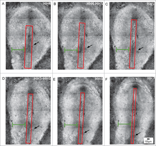 Figure 2. Early stages of avian gastrulation are characterized by morphogenetic movements that drive axis elongation. Panels A–F depict avian gastrulation (HH stages 4-7). The embryo undergoes a remarkable series of morphogenetic changes that underlie axis elongation. The red boxed region includes the midline axial structures that undergo tissue-scale elongation movements, indicated by a progressive reduction of width and increase in length, profiles A through F. In contrast to the elongating midline, the width of the lateral tissue (green brackets) remains relatively constant during gastrulation. Tracking of a small cluster of yolk particles (black arrow) serves as a reference point, which demonstrates the relative extension of tissue along the midline compared with the lateral tissue. Supplementary movie 1 accompanies figure 2. Mag bar = 100 μm.