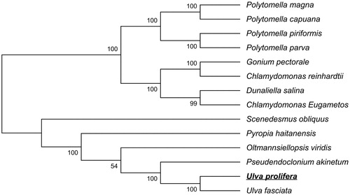 Figure 1. Phylogenetic tree of U. prolifera with mitochondrial genome sequence. GenBank accession numbers of species used in the tree: Polytomella magna: KC733827; Polytomella capuana: NC_010357.1; Polytomella piriformis: GU108480 + GU108481; Polytomella parva: NC_016916.1 + NC_016917.1; Gonium pectorale: AP012493; Chlamydomonas reinhardtii: NC_001638.1; Dunaliella salina: NC_012930.1; Chlamydomonas Eugametos: NC_001872.1; Scenedesmus obliquus: AF204057.1; Pyropia haitanensis: NC_017751.1; Oltmannsiellopsis viridis: NC_008256.1; Pseudendoclonium akinetum: NC_005926.1; Ulva fasciata: KT364296.1.