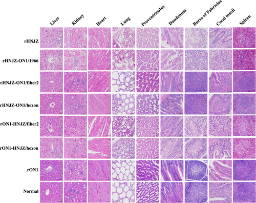 Fig. 4 Representative histological changes in different tissues from chickens inoculated with rescued FAdV-4.Degeneration, necrosis of hepatocytes, and intranuclear inclusion bodies in hepatocytes; lymphocytic infiltrates in association with myocarditis; degeneration and vacuolar necrosis of renal tubular epithelium; glandular epithelial cell edema and necrosis in proventriculus; pulmonary interstitial edema and lymphocyte infiltration in the lungs; mucosal epithelial cell nuclear fragmentation, disintegration and necrosis, and intestinal villi necrosis in the duodenums; disintegration of lymphocytes of bursa of Fabricius; severe reduction and necrosis of lymphocytes in the spleens; partial necrosis of the lymphocytes in the lamina propria; and necrosis of the crypt epithelial cells in the cecal tonsils were detected in chickens infected with rHNJZ, rHNJZ-ON1/1966, rON1-HNJZ/fiber2, and rON1-HNJZ/hexon. No lesions were observed in the corresponding tissues of chickens in the control group or in the rON1, rHNJZ-ON1/hexon, and rHNJZ-ON1/fiber2 inoculated groups. (H&E stain, original magnification 400×, scale bar = 50 μm)
