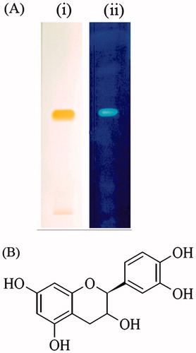 Figure 5. (A) HPTLC chromatogram of purified compound 1 – (i) ammonia vapors viewed under visible light and (ii) alcoholic aluminum chloride viewed under UV 366 nm. (B) The structure of purified compound 1 – (+)-catechin.