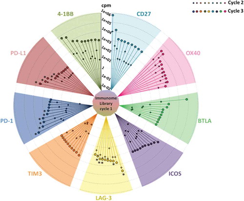 Figure 1. Immunome screening. The screening procedure started from a universal cycle, common to the different targets, performed by panning the unselected library on activated PBMCs (inner circle). Each divergent circle sector describes the enrichment profiles for the best 10 scFv clones of the indicated targets, scored according to their counts per million values within the cycle 3. The lines within each sector connect the individual enrichments, obtained after cycle 2 (small circles) and cycle 3 (large circles). Cycles 2 and 3 were both performed on the recombinant proteins. The asterisks indicate the clones, successfully converted into stable IgG4s, which were further characterized in this work.