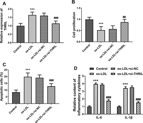 Figure 5 (A) The si-THRIL reversed the up-regulation of THRIL in the ox-LDL group. (B-D) THRIL regulated the cell proliferation, apoptosis, and inflammation steered by ox-LDL. ***P < 0.001, in comparison with control cells; ##P < 0.01, ###P < 0.001, in comparison with ox-LDL group.