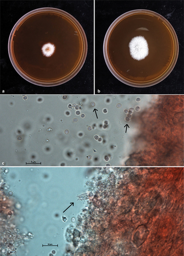 Figure 3. Plates a, b showing two strains of Hericium ophelieae growing on 90 mm malt extract agar Petri Dishes after 14 days of growth at 26 °C. Plate c basidiospores at 100X magnification, enhanced with Congo Red. Plate d basidia, at 100X magnification, enhanced with Congo Red. Scale bars = 10 μm. (Photographs: T. Conradie, B. Van der Merwe).