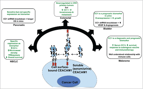 Figure 3. CEACAM1's function in cancer cells. CEACAM1 has been studied extensively in several cancer types. Green font represents findings from patient data, while black font represents experimental data. Non-small cell lung cancer (NSCLC): CEACAM1 is a specific biomarker, and its expression is correlated with increased microvessel density, metastasis and shortened overall survival. Pancreatic: CEACAM1 is a sensitive but not specific biomarker for pancreatic adenocarcinoma. shRNA knockdown of CEACAM1 in human PaCa5061 pancreatic adenocarcinoma cells implanted in mice resulted in longer overall survival relative to mice that received wild-type PaCa5061 cells. Colorectal: CEACAM1 is downregulated in colorectal adenomas but its expression is increased in advanced stages of colorectal cancer and correlated with increased invasiveness and metastasis. Bladder: Overexpression of CEACAM1 in bladder cancer cell lines results in slowed proliferation. shRNA knockdown of CEACAM1 in bladder cancer cell lines leads to increased angiogenesis of tumors implanted in mice via VEGF signaling. Melanoma: CEACAM1 expression is a diagnostic and prognostic biomarker for melanoma. High serum CEACAM1 in melanoma patients correlates with decreased survival and reduced responses to autologous vaccine and immunotherapy.