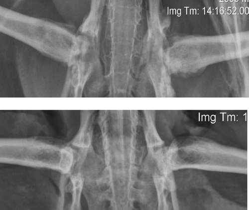 Figure 1.  Post-mortem ventrodorsal radiographs of a juvenile YEP with bilateral coxofemoral degenerative joint disease (top) and unaffected age-matched control (bottom).