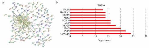 Figure 5. Selecting hub genes in GBM. (a) Module core genes used to construct protein-protein interaction network. Nodes indicate genes, lines indicate interactions. (b) Genes with top 10 degree score are shown