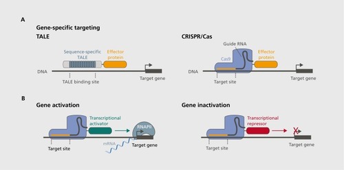 Figure 1. Sequence-specific gene modulation with designer DNA targeting tools. (A) transcriptional-activator like effectors (TALE) and clustered regularly interspaced short palindromic repeats (CRISPR)/Cas approaches are used to bind specific DNA sequences and serve as genomic anchors. TALEs use engineered protein sequences to confer sequence-specific binding to a targeted DNA site, whereas CRISPR accomplished this via a single guide RNA, which serves as a scaffold to recruit Cas9. With either approach, selected effector proteins that modulate gene function can be fused to engineered machinery, thereby providing localization to specific gene targets. (B) Fusion of generic transcriptional activators (left) or repressors (right) to sequence-specific machinery (shown here with the CRISPR/Cas system) results in selective gene expression modulation.