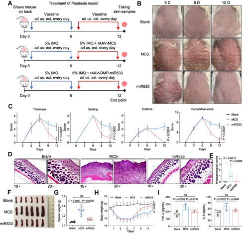 Figure 6 Treatment of psoriasis mice with rAAV-DMP-miR533. The psoriasis mice model was established by the Imiquimod (IMQ) inducement and treated by administration usum externum (ad us. ext.) (for external use) of rAAVs. (A) Schematic diagram of construction of psoriasis mouse model and treatment. (B) Imaging of back skins of mice. (C) Psoriasis area and severity index (PASI) score (n = 6 mice). (D) Representative H&E-stained sections of skin tissue. Scale bar: 200 μm (10×) and 100 μm (20×). (E) Histopathological scores of skin tissue (n = 6 mice). (F) Spleen photographs. (G) Spleen weight (n = 6 mice). (H) Average body weight (n = 6 mice). (I) TNF-α and IL-6 level in serum by detected by ELISA (n = 6 mice). Blank, Vaseline-induced mice treated with phosphate buffered saline (PBS); MCS, IMQ-induced mice treated with rAAV-MCS; miR533, IMQ-induced mice treated with rAAV-DMP-miR533. ns, no significance.