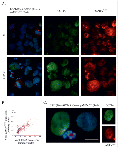 Figure 7. Activation of AMPK and OCT4A in response to ETO-treatment. PA-1 cells were treated with 8 µM ETO for 20 h and replacement with fresh media. Cells were harvested after 4 d before immunofluorescent staining for OCT4A, pAMPKThr172 and DAPI. (A) Non-treated (upper panel) and ETO-treated (lower panel) samples were compared. AMPK and OCT4 are both activated by ETO (day 4) in interphase cells, however pAMPK is located in multiple centrosomes of arrested metaphases, while OCT4A does not; (B) scatterplot of image cytometry of OCT4A and pAMPK in individual cells assessed on day 4. There is a clear correlation between enhanced expression of OCT4A and pAMPKThr172 of ETO-treated cells; (C) OCT4A and pAMPKThr172 immunofluorescence in PA-1 cells 4 d after ETO-treatment. OCT4A and pAMPKThr172 are mostly expressed in the same interphase nuclei, but an extremely high signal of pAMPK but not OCT4A is found within apoptotic cells. Staining of pAMPKThr172 is associated with euchromatin, while the pattern of OCT4A staining is karyoplasmic (not bound to the chromatin). BRG – a 3-band optical filter. Bars =20 µm.