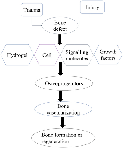 Figure 3. Bone formation process.