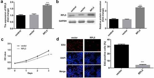 Figure 2. Overexpression of RPL5 suppressed the proliferation of breast cancer cells. (a) Transfection efficiency was estimated for MCF-7 cells transfected with the empty vector and RPL5 overexpressing vector, non-transfected cells were used as the blank control. (b) Transfection efficiency was measured using western blotting. (c) Cell proliferation was determined using CCK-8 assay post-transfection. (d) Cell proliferation was determined after transfection by EdU assay. **P < 0.01. ***P < 0.001.