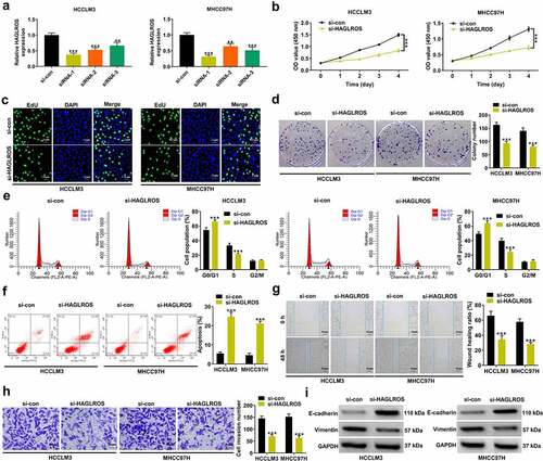 Figure 2. HAGLROS knockdown suppresses cell malignant behaviors in HCC in vitro. (a) Relative HAGLROS expression was measured by qRT-PCR in HCCLM3 and MHCC97H cells transfected with 3 independent siRNAs targeting HAGLROS. (b-d) Proliferation ability was evaluated by CCK-8, colony formation and EduU assays in HCCLM3 and MHCC97H cells after transfection with si-HAGLROS or si-con. (e-f) Flow cytometry assays were performed to determine the influence of HAGLROS down-regulation on cell cycle and apoptosis. (g and h) Wound healing and transwell assays were applied to detect cell migration and invasion in response to HAGLROS depletion. (i) The protein expression levels of E-cadherin and vimentin were measured by western blot assays when HAGLROS was silenced. **P < 0.01, ***P < 0.001.