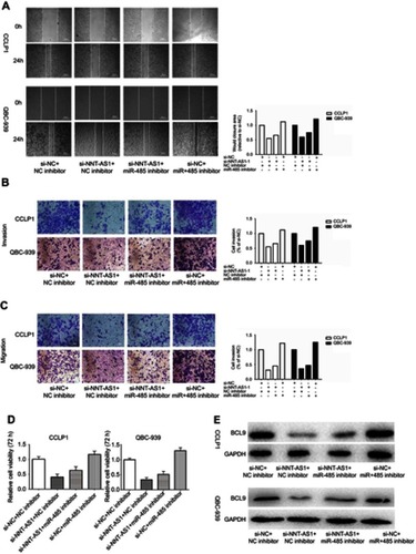 Figure 4 MiR-485 reversed the carcinogenesis of NNT-AS1 on CCA cells.Notes: (A–D) Functional assays identified the phenomenon of NNT-AS1 and BCL9 regulated each other to compete for the binding of miR-485 by wound healing assays, transwell invasion, migration assay and CCK8 in CCLP1 and QBC-939. (E) The expression levels of BCL9 in CCLP1 and QBC-939 cotransfected si-NNT-AS1 with miR-485 inhibitor was analyzed by Western blot. The error bars in all graphs represented SD.Abbreviations: NC, negative control; NNT-AS1, nicotinamide nucleotide transhydrogenase antisense RNA 1.