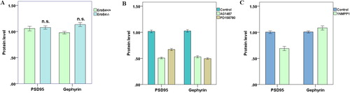 Figure 3. Effect of 1NMPP1 specific inhibition on the number (A) and area (B) of PSD-95 clusters in GABA-positive neurons; C: Effect of 1NMPP1 specific suppression on the number (C) and area (D) of Gephyrin clusters in intermediate neurons.