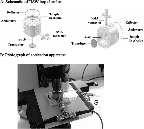 Figure 2 Schematic showing the formation of an aggregate of cells in the ultrasound trap (reproduced from Coakley et al., Citation2004, with permission). i: cells in suspension in trap with no ultrasound; ii: upon initiation of ultrasound exposure, cells congregate at the pressure node; and iii: the formation within a short time of a 2-D monolayer aggregate of cells.