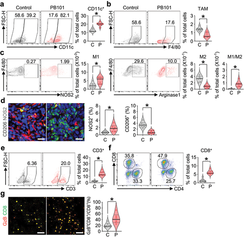 Figure 2. PB101 reprograms antitumor immunity. a – c. Representative flow cytometric plot and comparisons of CD11c+ dendritic cells (a), CD11b+F4/80+ tumor-associated macrophages (TAMs), and of NOS2+ M1-like and Arginase 1+ M2-like TAMs (c) within tumors. d. Representative images and quantification of NOS2+ M1-like macrophages and CD206+ M2-like macrophages within the tumors. Scale bars, 20 µm. E and F. Representative flow cytometric plot and comparison of tumor-infiltrating CD3+ T cells (e) and CD8+ T cells (f). G. Representative images and quantification of granzyme B (GzB)-expressing CD8+ T cells. Scale bars, 100 µm. N = 6–7 per group. Values are shown as the mean ± SD. *P < .05 vs control.