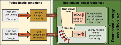 Figure 1. Conceptual overview illustrating relationships between pedoclimatic conditions and energy use efficiency of root growth. High bulk density and flooding decrease soil gas transport capacity, resulting in (i) decreased cellular oxygen concentration (p(O2)) in the root growth zone and (ii) a shift from aerobic to anaerobic metabolism. Furthermore, high bulk density and drought increase soil penetration resistance, leading to higher mechanical stress at the growing root tip (σ(tip)). Energy requirements of root growth increase in response to low p(O2) and high σ(tip), resulting in higher amounts of energy allocated to catabolic than anabolic processes and thus in a decrease of energy use efficiency.