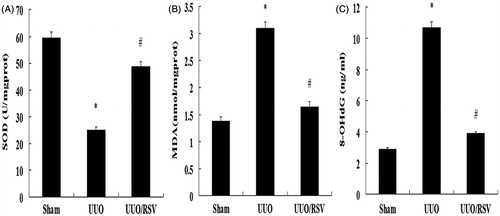 Figure 3. Reactive oxygen species production in the UUO model was evaluated by measuring the SOD (A), MDA (B), and 8-OHdG levels (C). Data are presented as mean ± SEM; n = 8 for each group; *p < 0.01 versus the sham group; #p < 0.01, UUO versus the UUO/RSV group.