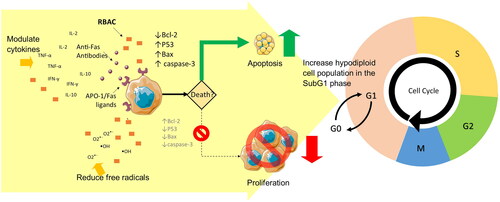 Figure 3. The anticancer effect of RBAC is achieved through both the intrinsic pathway via the increased susceptibility of CD95 (Fas/APO-1) ligands in the cancerous cells to promote apoptosis and the extrinsic pathway through the downregulation of the antiapoptotic Bcl-2 proteins to lower membrane potentials, leading to the upregulation of the tumour-suppressing P53 gene and the upregulated production of the apoptotic Bax and caspase-3 signalling proteins. Malignant cell proliferation is arrested with evidence of increased hypodiploid cell counts in the SubG1 phase in cell cycle analysis. The antioxidant and cytokine-modulating capacities of RBAC also augment proapoptotic activity.