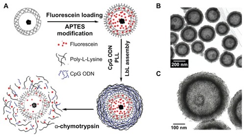 Figure 9 Hollow mesoporous silica/poly(L-lysine) (HMS/PLL) nanoparticles for codelivery of drug and cytosine-phosphate-guanosine (CpG) oligodeoxynucleotides (ODNs): (A) preparation of the fluorescein and CpG ODN-loaded HMS/PLL particles and enzyme triggered release; (B and C) transmission electron microscopic images of HMS nanoparticles.Reproduced with permission from Zhu et al.Citation81Abbreviations: APTES, amino-propyltriethoxysilane; LBL, layer-by-layer.