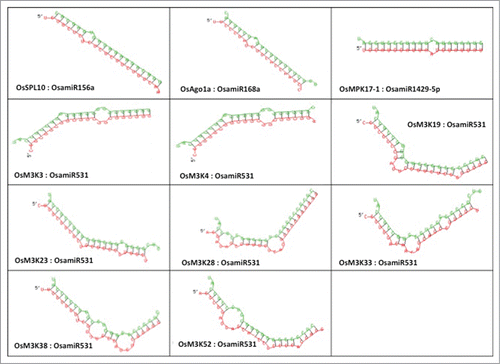 Figure 3. Representation of the interaction between the control miRNA: target pairs and validated miRNA: target pairs. The miRNA strand is represented in green and the target region as red.