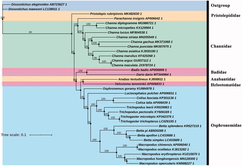 Figure 1. Phylogenetic tree of Anabantiformes species inferred from the 13 PCGs based on maximum-likelihood analysis. Support values for the maximum-likelihood analyses (bootstrap support with 1000 replications) are shown next to nodes. The number after the species name is the GenBank accession number.