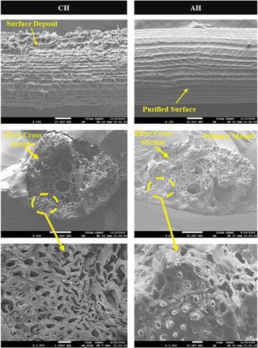 Figure 11. SEM images of acetylated fiber (after dewaxing).