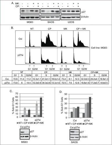 Figure 7. CP induces loss of p27 which is prevented by MK2206. Knockdown of p27 reduces MK2206-mediated G1 arrest and sensitized p53-null cells to apoptosis in response to CP plus MK. (A) MG63, SAOS, U2OS cells were treated with CP and/or MK2206 for 24 hours. Whole cell lysates were immunoblotted for p27 and β-actin. (B) MG63 cells were transiently transfected with control siRNA (Csi) or p27kip siRNA (p27si) and treated with CP (5 μM) and/or MK2206 for 72 hours. The cells were stained by PI and analyzed for cell cycle. Representative cell cycle profiles are shown. The table below the cell cycle profiles shows the average percent G1, S, and G2/M populations from triplicate experiments +/− s.e.m. (C) Upper Percent sub-G1 cell (+/− s.e.m.) is shown for control and p27 knockdown MG63 cells treated with CP, MK, or CP plus MK for 72 hrs. There is significant difference in Sub-G1 and G1 population between Csi and p27si (p < 0.01) cells treated with CP plus MK2206. Lower Immunoblots show efficient knockdown of p27 by siRNA. (D) Upper Percent sub-G1 cell (+/− s.e.m.) is shown for control and p27 knockdown SAOS cells treated with CP, MK, or CP plus MK for 72 hrs. There is significant difference in Sub-G1 and G1 population between Csi and p27si (p < 0.01) cells treated with CP plus MK2206. Lower Immunoblots show efficient knockdown of p27 by siRNA.