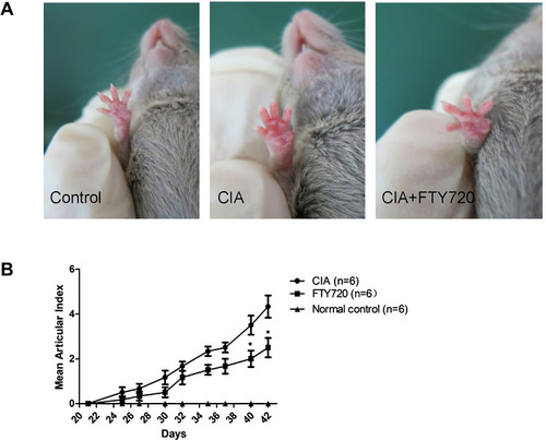 Figure 1 Influences of FTY720 treatment on CIA. Rheumatoid arthritis was induced in DBA/1 mice by a CFA injection at the base of the tail on day 0, followed by a booster injection at day 21, and divided in CIA model group (n = 6) that received saline treatment (CIA), or FTY720 treatment (n = 6) that received FTY720 treatment (CIA+FTY720; 2 mg/kg/d). Treatments started the day before immunization until the end of the experiment. Representative images of articular index recorded every 2–3 days after the booster injection until the end of the experiment (A and B). *P < 0.05 for comparisons between the CIA model group and the FTY720 treatment group.