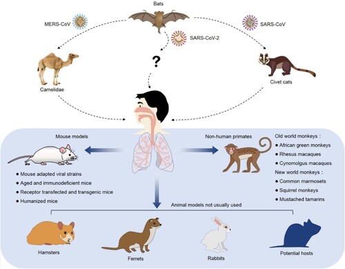 Figure 1. Experimental animals of SARS-CoV, MERS-CoV and SARS-CoV-2. The coronaviruses with high infectivity and pathogenicity break the species barrier and infect human in the past two decades. Besides NHP, mice, hamsters, ferrets and rabbits, the other possible natural hosts might be able to support the studies of coronavirus infection, pathogenesis and drug discovery.