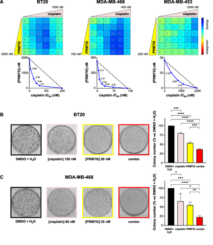 Figure 2 Effect of the inhibition of PRMT5 in combination with cisplatin on the proliferation (A) and colony formation (B and C) of TNBC cell lines. (A) BT20, MDA-MB-468, and MDA-MB-453 TNBC cells were seeded in 96-well plates and treated with varying concentrations of EPZ015938 (PRMT5i) and/or cisplatin, then cell proliferation was measured after four mitotic cycles (7 days). The percentage of viable cells was normalized to (DMSO + H2O)-treated cells. Each drug was used at a maximal concentration of 2xIC50 for sensitive cell lines (5 µM maximum for resistant cells), followed by two-fold serial dilutions. The nature of drug interaction between EPZ015938 and cisplatin was assessed using the Loewe model on the Combenefit software. The synergy matrix (upper panel) and isobologram (bottom panel) for each cell line are shown. Isobolograms represent the IC50 (BT20, MDA-MB-468) or IC60 (MDA-MB-453) of cisplatin (X-axis) obtained at various EPZ015938 concentrations (Y-axis). CI were calculated at the different EPZ015938 concentrations used and are shown on the isobolograms. Data are representative of at least three independent experiments. (B and C) BT20 (B) and MDA-MB-468 (C) cells were seeded at low densities and then treated with DMSO + H2O, EPZ015938 (PRMT5i), cisplatin, or a combination (combo) of the two drugs. The colony number was quantified using ImageJ software. An image for each condition is shown and is representative of three independent experiments. Quantification of colony number is expressed as a percentage relative to (DMSO + H2O)-treated cells and represented as the mean ± SD from at least three independent experiments (right panels). P values were calculated using a Student’s t-test and presented as: *p<0.05, **p<0.01, ***p<0.001, ****p<0.0001.