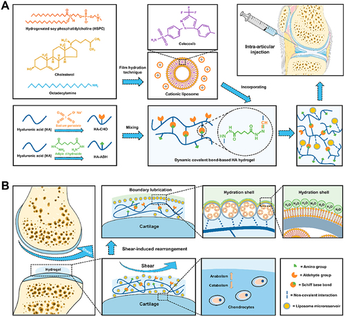 Figure 6 (A) The assembly of CLX@Lipo@HA-gels was accomplished through the integration of CLX-loaded HSPC liposomes within HA hydrogels linked by Schiff base bonds. (B) The resulting CLX@Lipo@HA-gels exhibit the capacity to unveil internal liposomal microreservoirs at external interfaces through shear-induced structural reconfigurations. This phenomenon engenders the creation of boundary layers, concurrently facilitating the dispensation of CLX to ameliorate the homeostatic equilibrium of the extracellular matrix by modulating anabolic and catabolic processes. Reprinted from Lei Y, Wang X, Liao J, Shen J, Li Y, Cai Z et al. Shear-responsive boundary-lubricated hydrogels attenuate osteoarthritis. Bioact Mater. 2022;16:472–484. Creative Commons.Citation59