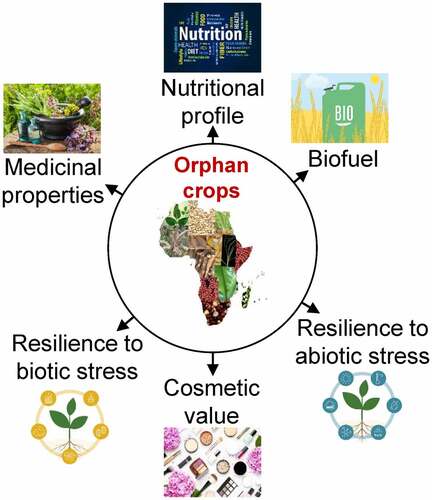 Figure 4. Showing the stepwise strategies to popularize the orphan crops for food and nutritional security.