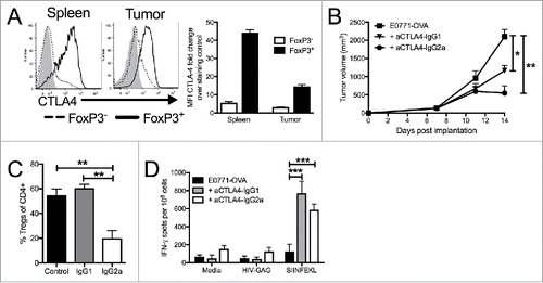 Figure 4. Targeting CTLA4 depletes intratumoral Tregs and enhances anti-tumor responses. (A) Flow cytometry intracellular staining of CTLA on CD4+ FoxP3- or CD4+ FoxP3+ T cells from the spleens of E0771-OVA tumor bearing mice and E0771-OVA tumors when tumors had reached a terminal endpoint. Representative histograms and summary data shown. Gray histogram represents staining control. (B) E0771-OVA cells were grown subcutaneously in C57 BL/6 mice and tumor volume was measured biweekly. Mice were randomized into groups and treated with anti-CTLA4 antibodies biweekly beginning when tumors measured >100 mmCitation3 or left untreated. (C) CD45+CD11b-CD4+FoxP3+ Tregs in tumors from mice in (B) at the terminal endpoint were quantified by flow cytometry. (D) Splenocytes from mice in (B) at the terminal endpoint were stimulated as indicated and IFN-γ producing cells were analyzed by ELISPOT. A-D representative of 3 experiments. Error bars indicate SEM. n = 5 per group for A-E; *P < 0.05; **P < 0.01; ***P < 0.001 by one-way ANOVA with Bonferroni's multiple comparisons test to E0771-OVA control group.