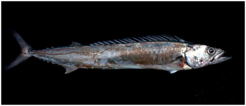 Figure 1. Thyrsites atun species reference image. Snoek has an elongated and strongly compressed body, it is dark blue with a paler belly. The key distinguishing feature of snoek is the single lateral line running close to the upper contour of the body below most of the first dorsal-fin base then abruptly curving ventrally. Photo by Brian Gratwicke distributed under license Creative Commons Attribution-Share Alike v2.0 Generic.