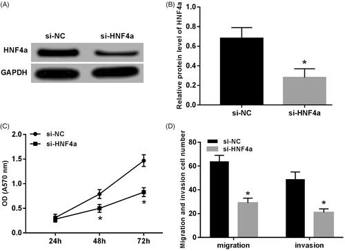 Figure 3. Knocking down HNF4α inhibited proliferation, migration and invasion of SH-SY5Y cells. (A) Gel electrophoresis of HNF4α protein expression; (B) expression level of HNF4α protein; (C) knocking down HNF4α inhibited SH-SY5Y cell proliferation; (D) knocking down HNF4α inhibited migration and invasion of SH-SY5Y cells. Note: Compared with the si-NC group, *p < .05.