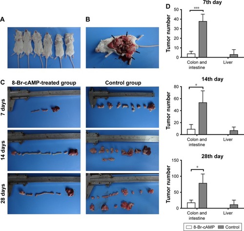 Figure 1 Syngeneic tumor formation in mice treated with 8-Br-cAMP vs control.