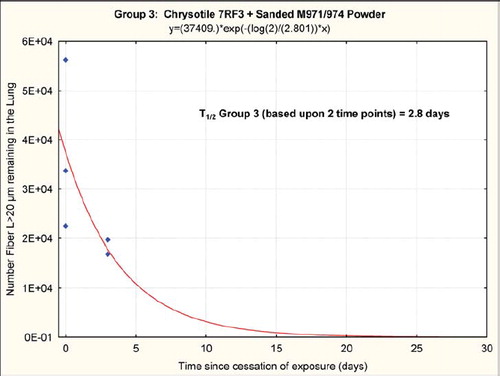 FIG. 12  Group 3, chrysotile and sanded component, clearance half-time of fibers longer than 20 μ m of 2.8 days. It should be noted that these clearance half-times are based upon fitting an exponential clearance function to only two time points; however, they do provide a clear demonstration that the longer chrysotile fibers are rapidly disappearing from the lungs.